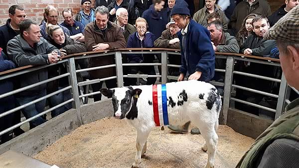 Champion Christmas Calf R E Woodhouse £510