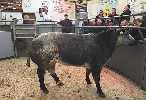 British Blue cross cow