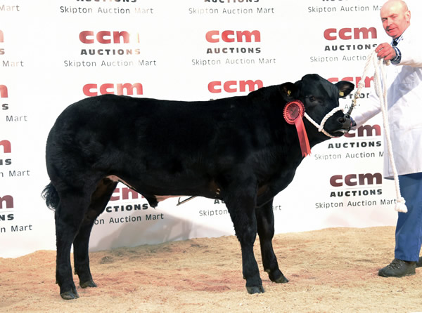 Mark Hartley with his 2017 Craven Champions first prize Limousin bullock and reserve champion male