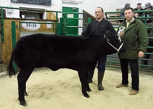 Kirkby Stephen Champion Calf