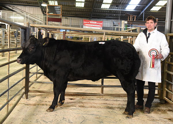 Jim Scrivin with the 2019 Skipton Christmas prime cattle un-haltered champion