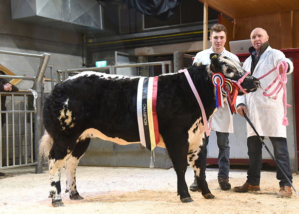 Father and son, John and John Stephenson, with their 2019 Skipton Christmas prime cattle supreme champion.