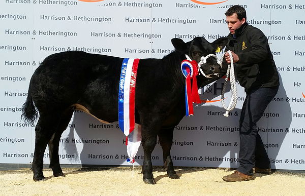 Supreme Champion from Messrs Robertson