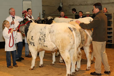 Myles McDermott from Co Carlow picks his winner at the Northern Ireland Blue Cattle Club Autumn Show and Sale in Dungannon Farmers' Mart.