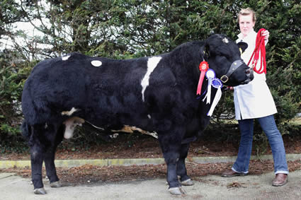 Reserve Supreme Champion Woodview  Daren