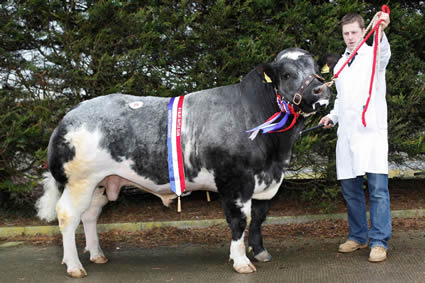 Champion and top priced animal Droit Domino