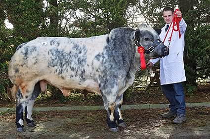 Stephen Crawford with Rathkeeland Freestyle ET, Crawford Brothers 's winner in the Junior Bull Class