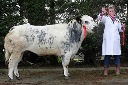 Woodview Cinderella owned by Andrew Craig, Coleraine and exhibited here by Lynsey Laurence took first place in the female class