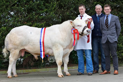 Droit Fabulous ET owned by Richard Mowbray, Newtownstewart was the overall Supreme Champion at the NI Blue Cattle Club Premier Show and Sale in Moira. Handler Neil McIlwaine is pictured along with Ivan Gordon, Club Chairman and Boomer Birch, right, Staffordshire, Judge of the event.