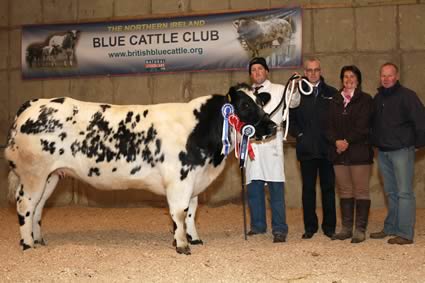 The Female Champion and Reserve Supreme Champion at the NI Blue Cattle Club Premier Show and Sale in Moira was Annaghone Eve owned by Norman Hammond, right, Stewartstown who is pictured along with Stephen O'Kane, handler; John Henning, Head of Agriculture, Northern Bank, Sponsor and Gail Ellis, St Ives, Judge. Photograph: Columba O'Hare 