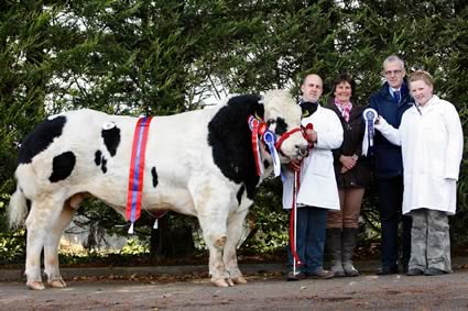 Ballyhossett George owned by Jason and Jennifer Edgar, Downpatrick was the Supreme Champion at the NI Blue Cattle Club Premier Show and Sale in the Pedigree Sales Arena, Moira. Included are Jason Edgar, Gail Ellis, St Ives, Judge; John Henning, Head of Agriculture, Northern Bank and Ellie Edgar.