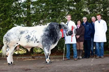 Bavan Future Star owned by Trevor Dodds, Mayobridge was the Reserve Male Champion at the NI Blue Cattle Club Premier Show and Sale in the Pedigree Sales Arena, Moira. Included from left are: Trevor; Gail Ellis, St Ives,  Judge; John Henning, Head of Agriculture, Northern Bank, Sponsors; Ivan Gordon, Chairman, NI Blue Club and Kenneth Dodds. Photograph: Columba O'Hare 