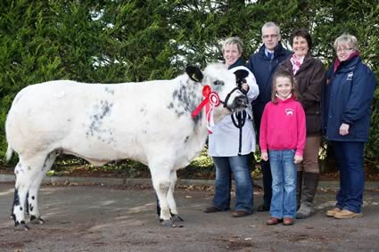 Rorysglen Grace owned by Leanne Workman, Kilwaughter, Larne was the Reserve Female Champion at the  NI Blue Cattle Club Premier Show and Sale in Moira. Leanne is pictured at the halter while looking on are John Henning, head of Agriculture, Northern Bank, Sponsor; Victoria Workman; Gail Ellis, St Ives, Judge and Libby Young, NI Blue Cattle Club Secretary. Photograph: Columba O'Hare 
