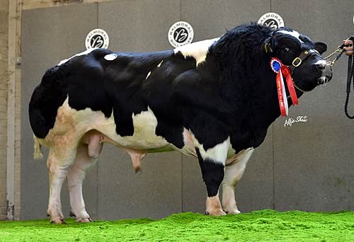 Supreme Champion, Springhill Harp (Kubitus De Bray/Springhill Cranberry) sold for 2,500gns