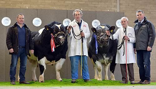 Champion & Reserve L/R Andy Ryder (BBCS Secretary), Springhill Harp – Supreme Champion with James Martin, Chatham Houston, Reserve Champion with Jack Morrison and Richard Beattie