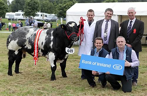 British Blue Young Bull Champion Ballygrange Incee , owner James Sloan, ISA President Jim Harrision, Judge Ivan Gordon with William Thompson & Declan Maginn from Bank of Ireland 