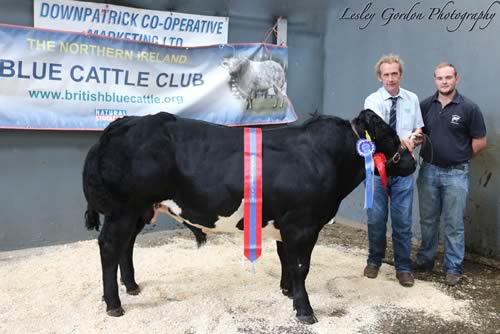 Overall Champion & MaleChampion -Springhill Kojak with James Martin and David Young