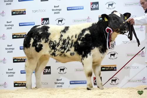 Senior Champion - JM Morrison & Son CHATHAM LANIA