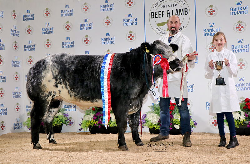 Champion British Blue