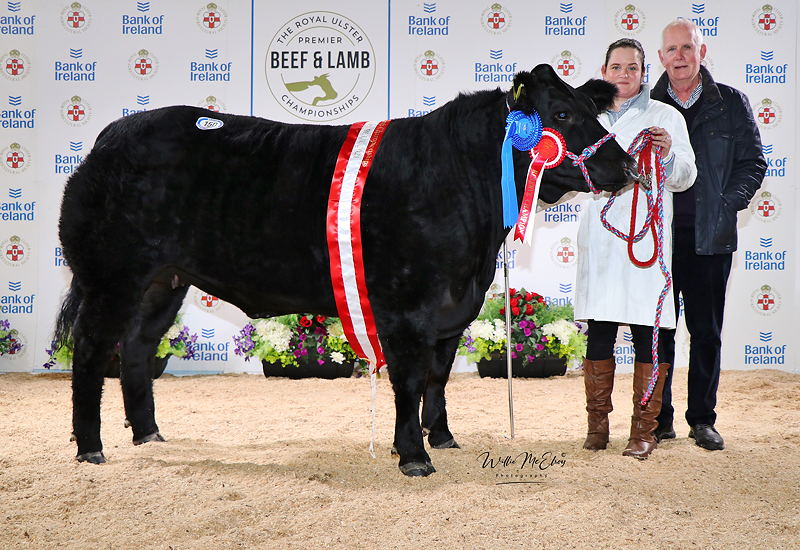 Reserve Champion British Blue