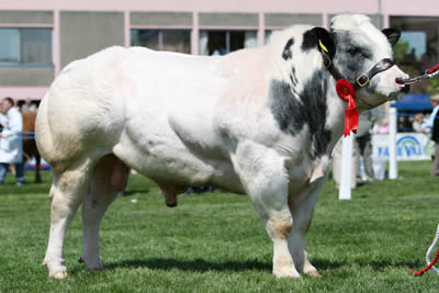 Male Champion British Blue - Magheradroll Bengi