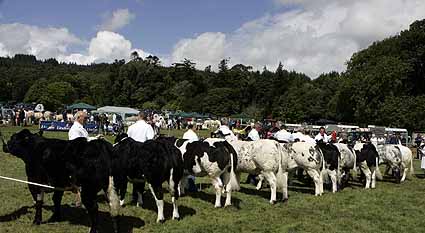 British Blue Line up  during the British Blue Derby at Castlewellan Show