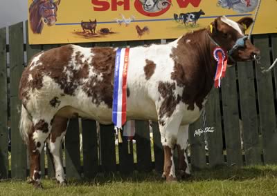Moulin Rouge was Champion Commercial at Castlewellan Show for James Alexander, Toomebridge. A half share has since been sold in a private transaction.