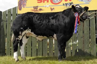Reserve Champion at Castlewellan was the September ‘09 born “Chunky” exhibited by James Alexander