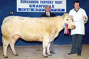 Cassan Sarah ET owned by Gordon Buchanan, Lisbellaw was the Female Champion at the NI Belgian Blue Club Annual Show and Sale in Dungannon. David Farrell, Lisbellaw exhibited the winner while judge of the event, Sam Milliken, Coleraine is also pictured.