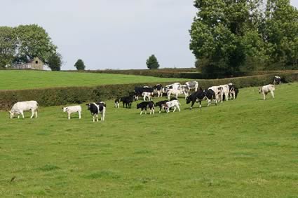 Cows with suckling calves