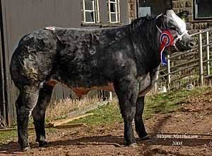 Boomer Birch’s crossbred steer