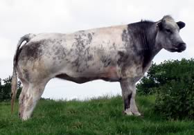 Astbury Duchess