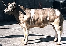 Belgian Blue crossbred