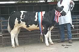 Champion Commercial came from Frank Page, with his 9 month old Tamhorn Ringmaster daughter. 