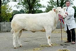 Taking the Champion female placing on his debut at the Chelford sale was Andy Ryder, Moffat, with Annanwater Vanilla.