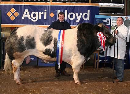 Supreme Champion - Henlli van Dame sold for 4,400gns 