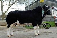 Quinbury Adventurer, 5000gns