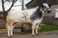 Annanwater Valerie, 4800gns