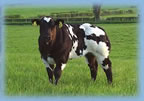 Woodview Blackgirl Calf of Lot 27