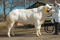 New Close Amos, 6100gns