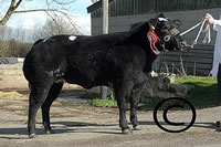 Croftlands Bonnie, 8500gns