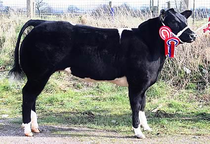 Lot 306  Champion Commercial Heifer  £1750 