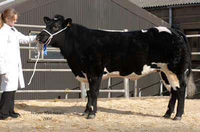 Balzer Black Magic a heifer from from IV Phillips made 8500gns
