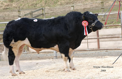 Top price bull was Boothlow Batman from K & J Belfield, which made 9200gns