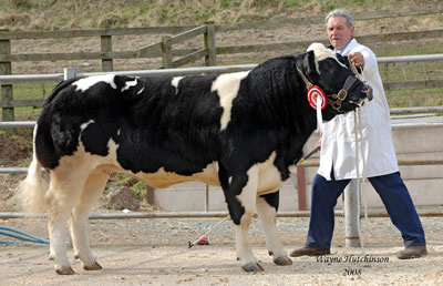 Gregmaur Benita from D Gregory sold for 5200gns