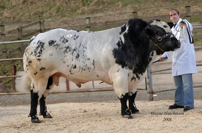 Bringlee Banjo from Graham Jones and bred by JG Brindley sold for 5400gns