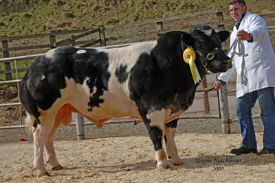 Tim Bodily sold Llanymynach Bonanza for 5600gns