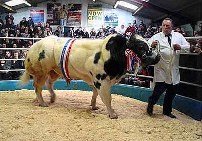 Selling the Supreme Champion, Paulern Amsterdam from Ernie Hemmings