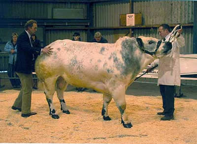 Judging the Reserve Champion “Boothlow Big Lad” from the Belfield Family