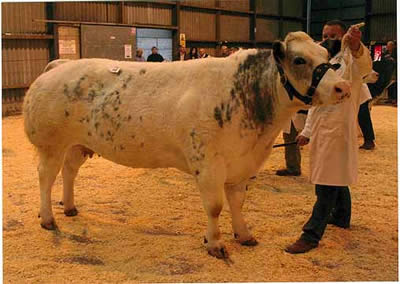 The Supreme Champion “Court Ursula” from Kevin Watret